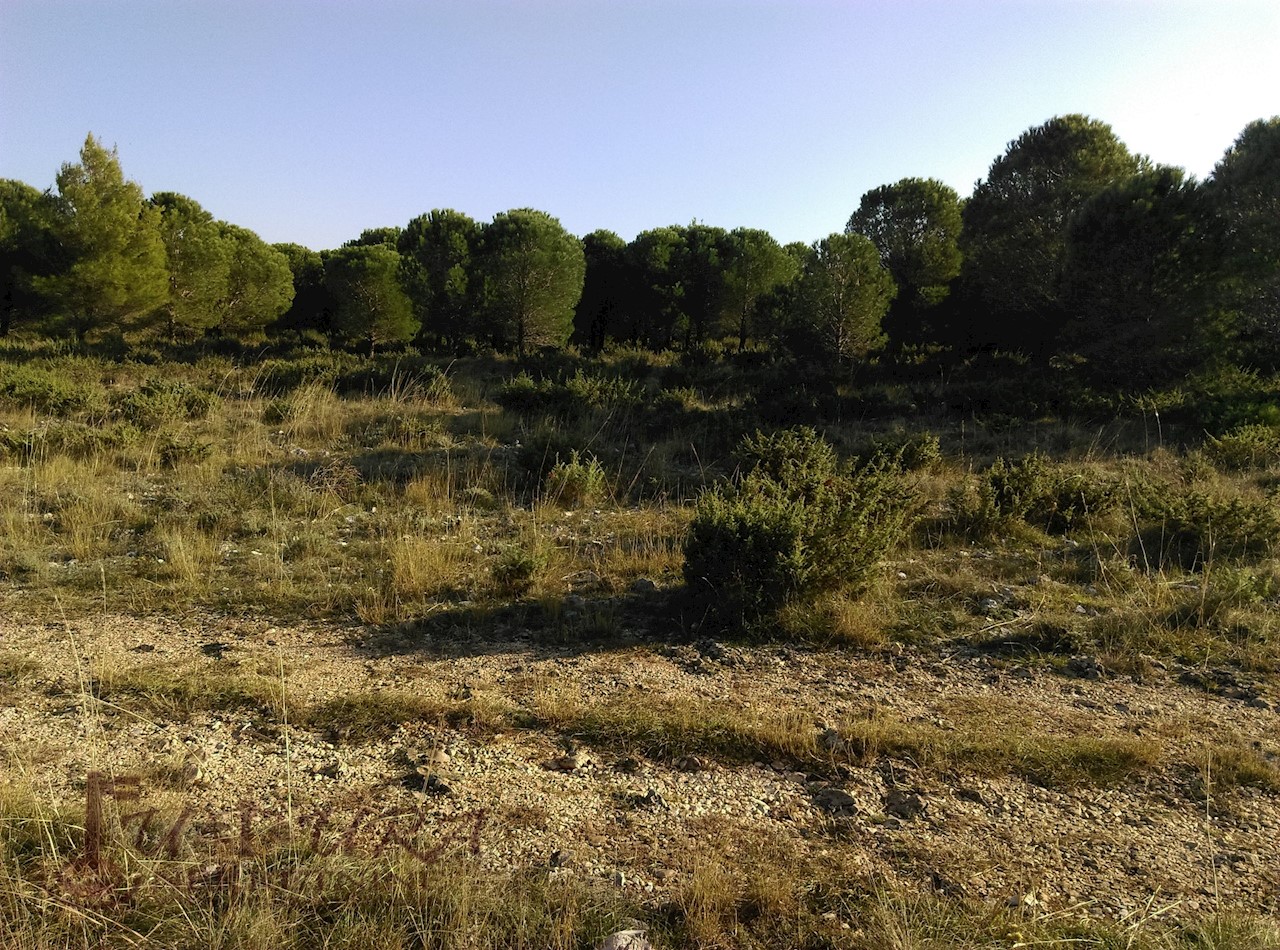 Land For sale - ZADARSKA  PAKOŠTANE 