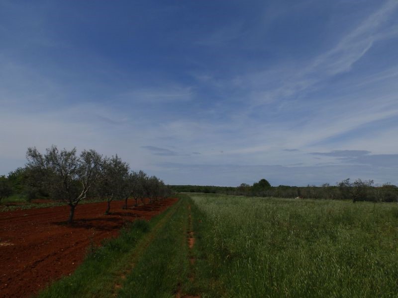 Land For sale - ISTARSKA  UMAG 