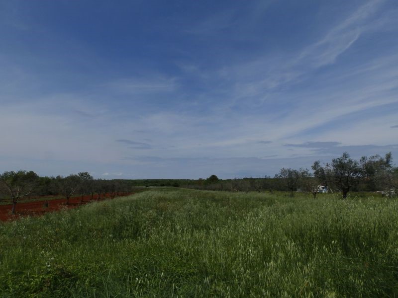 Land For sale - ISTARSKA  UMAG 