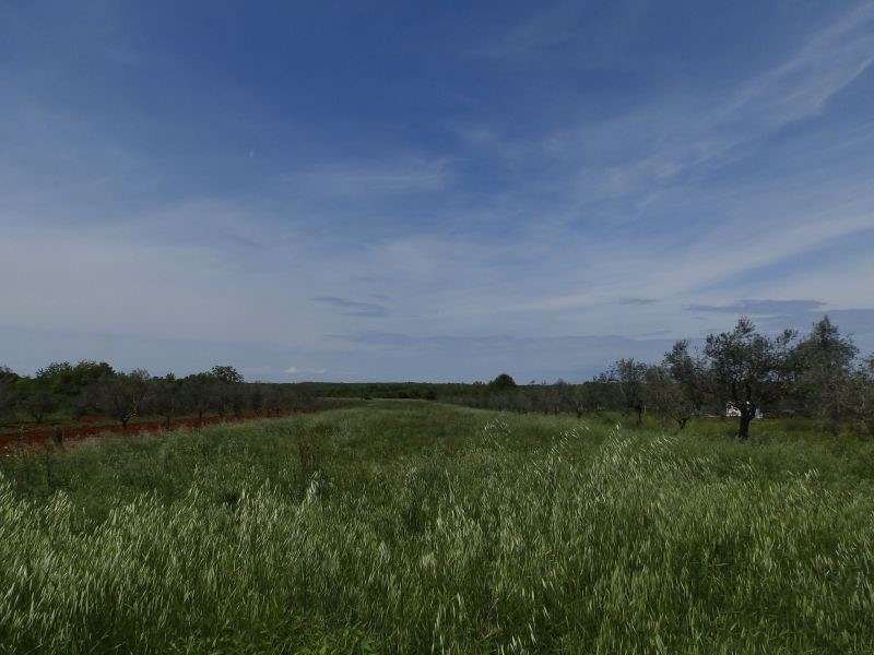 Land For sale - ISTARSKA  UMAG 