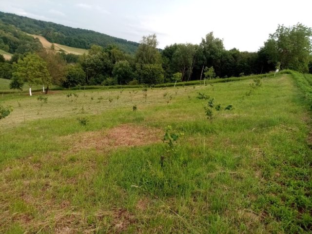 Terreno in vendita 15000 m² – Jabučeta