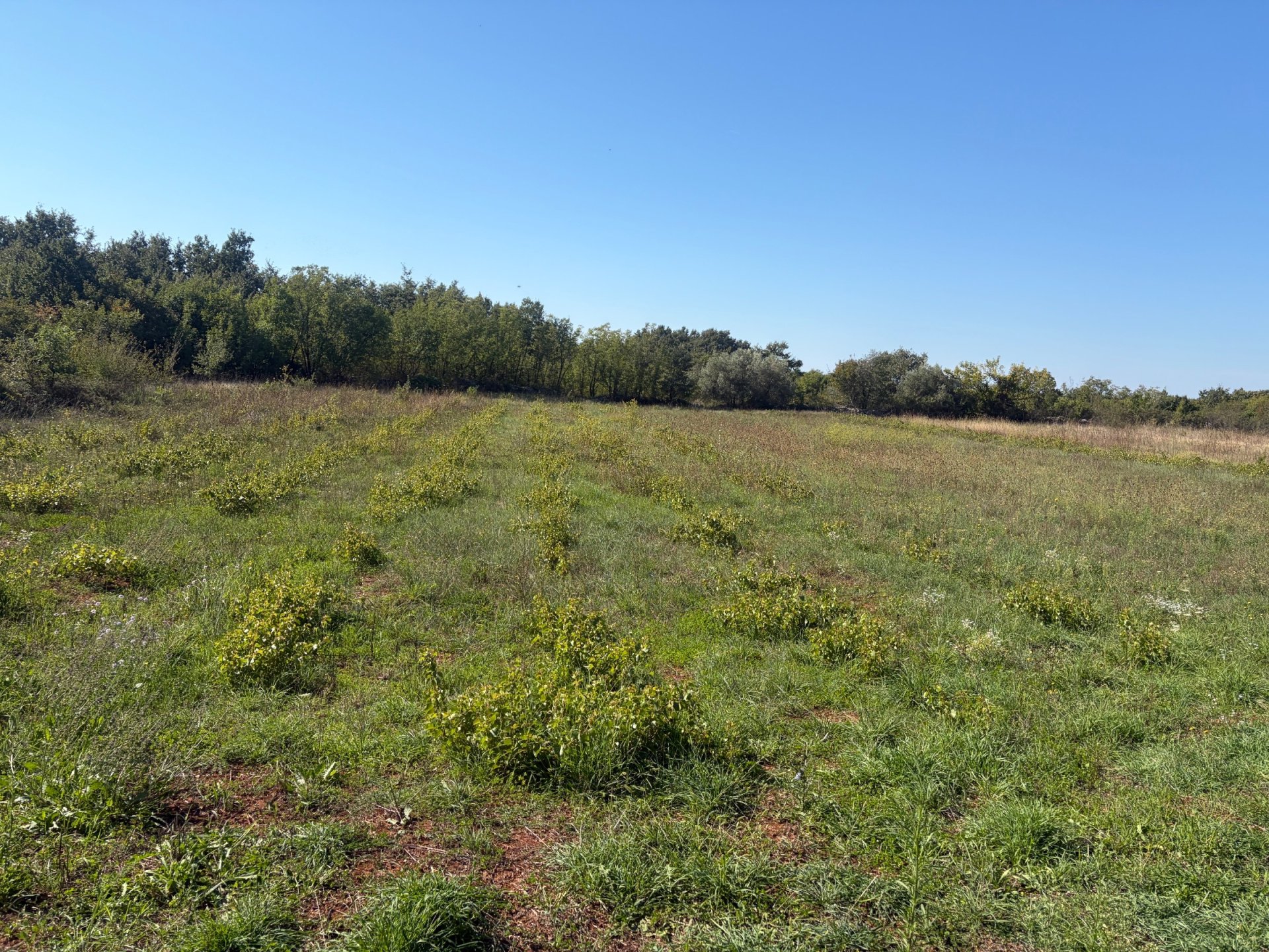 Land For sale - Istarska Svetvinčenat - foto 4/10