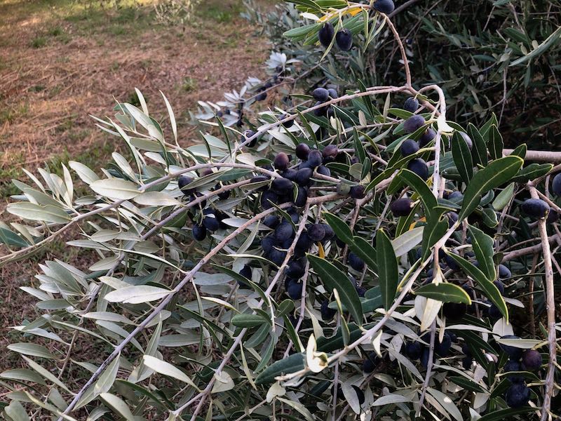 Terreno In vendita - SPLITSKO-DALMATINSKA  STARI GRAD 