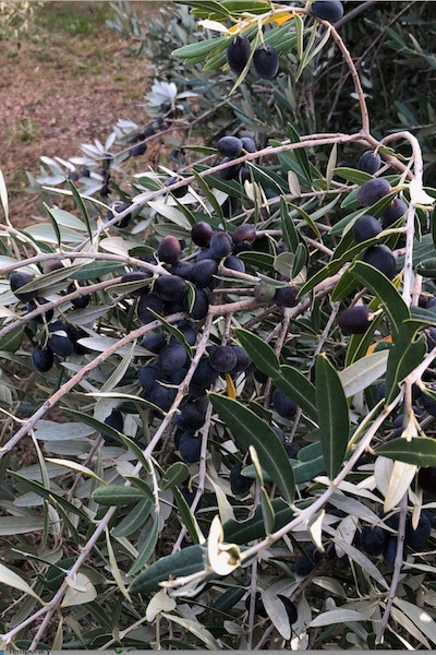 Terreno In vendita - SPLITSKO-DALMATINSKA  STARI GRAD 