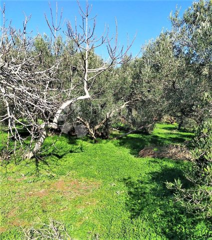 Land For sale - Zadarska Pašman - foto 2/4