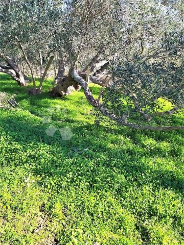 Land For sale - Zadarska Pašman - foto 3/4