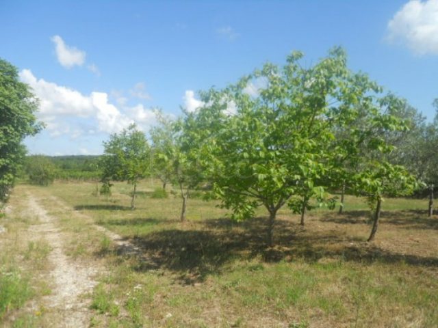 Terrain À vendre - Istarska Juršići - foto 3/9