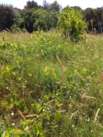 Land for sale 6555 m² – Medulin