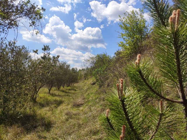 Land for sale 23000 m² – Cerovlje