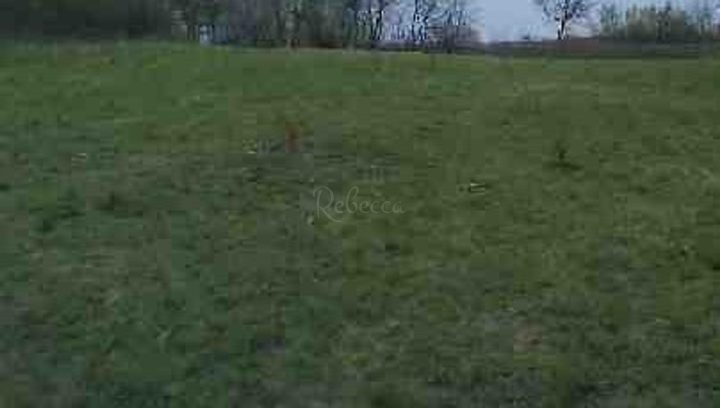 Land for sale 17349 m² – Barban