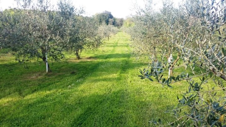 Land for sale 2900 m² – Medulin