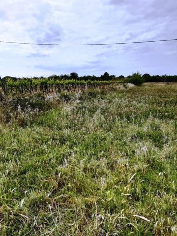 Zemljište na prodaju 1658 m² – Vodnjan