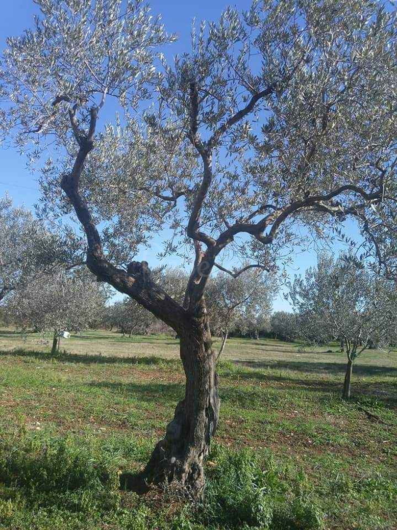 Parcela Na predaj - Istarska Fažana - foto 1/6