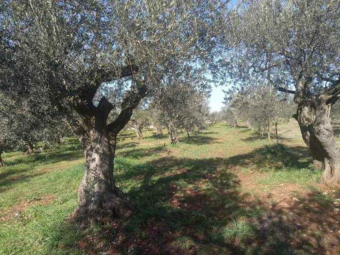 Parcela Na predaj - Istarska Fažana - foto 2/6