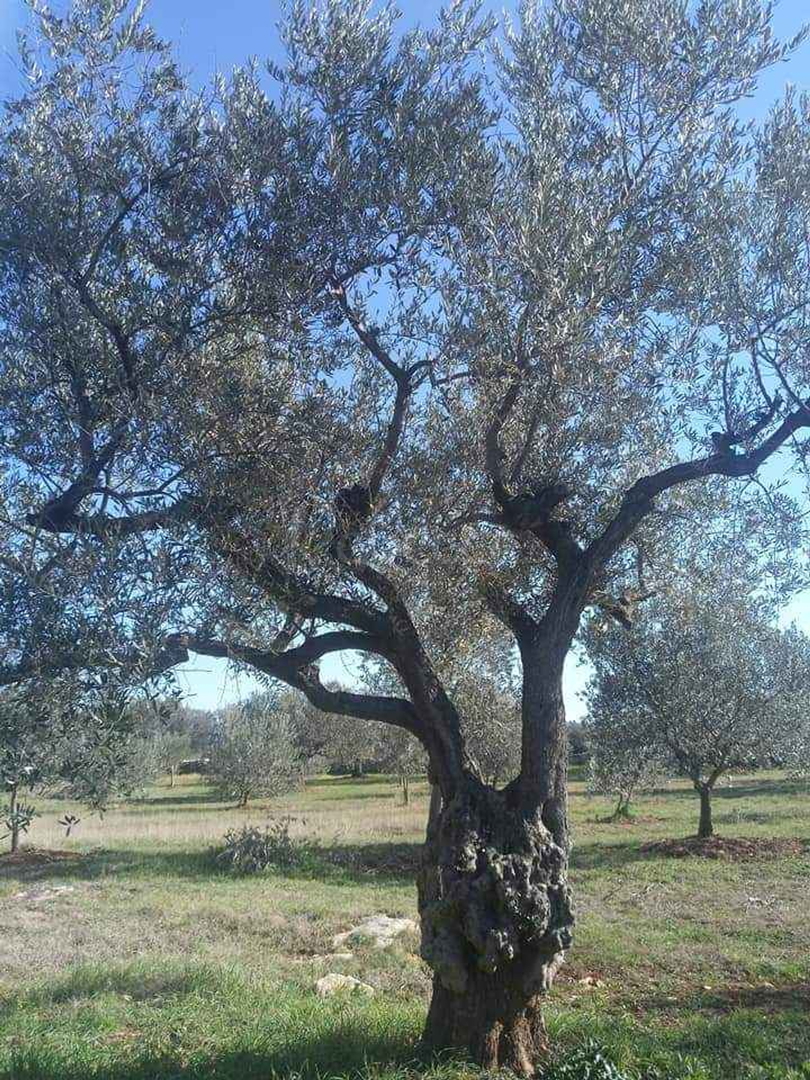 Parcela Na predaj - Istarska Fažana - foto 3/6