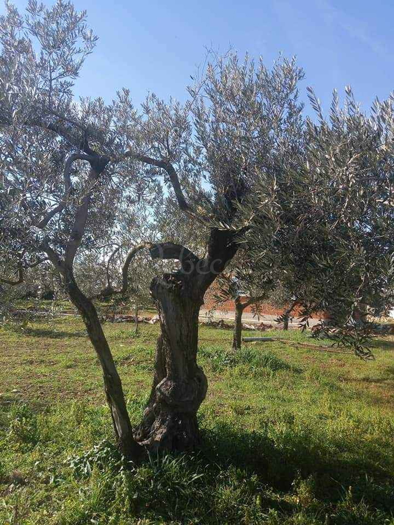 Parcela Na predaj - Istarska Fažana - foto 4/6