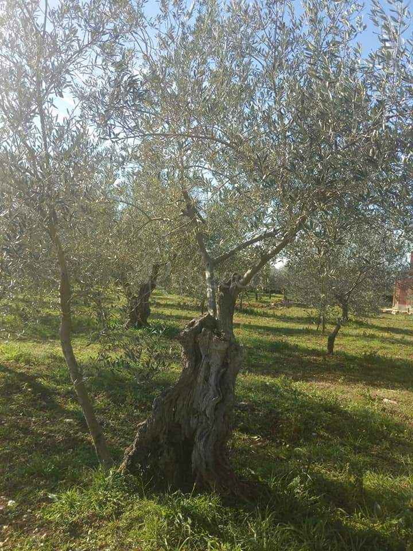 Parcela Na predaj - Istarska Fažana - foto 5/6