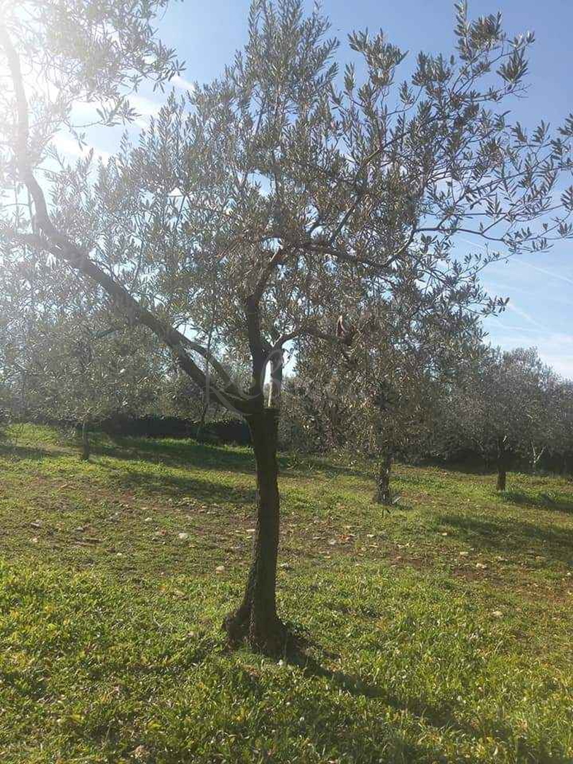 Parcela Naprodaj - Istarska Fažana