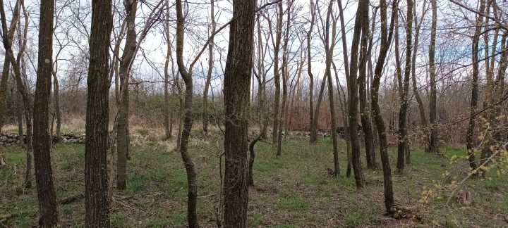 Land for sale 15160 m² – Pazin
