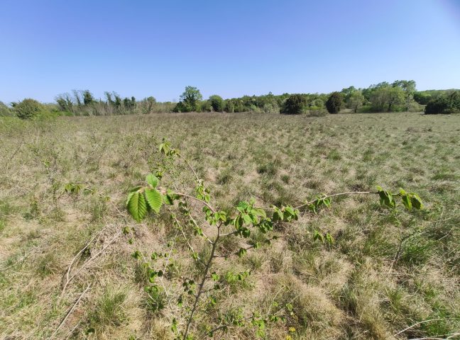 Pozemek na prodej 5025 m² – Krnica