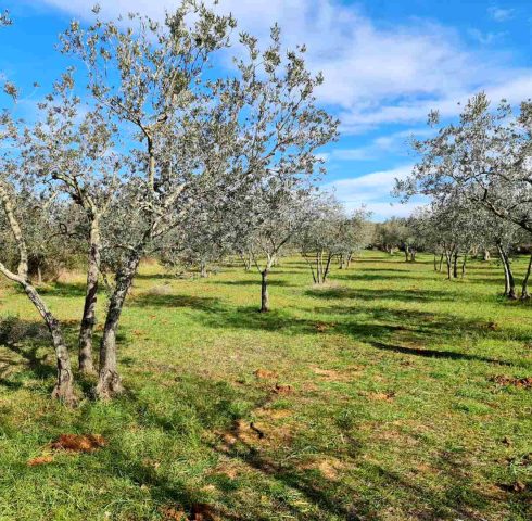 Terrain à vendre 3170 m² – Fažana