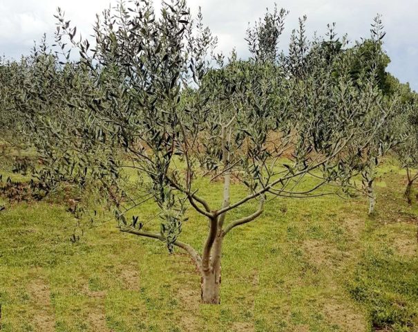 Grundstück zu verkaufen 2578 m² – Medulin