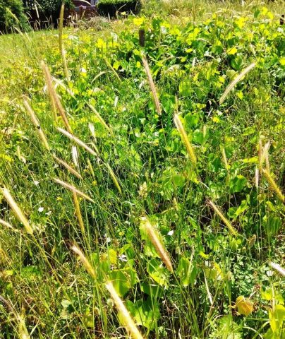 Land for sale 3464 m² – Medulin