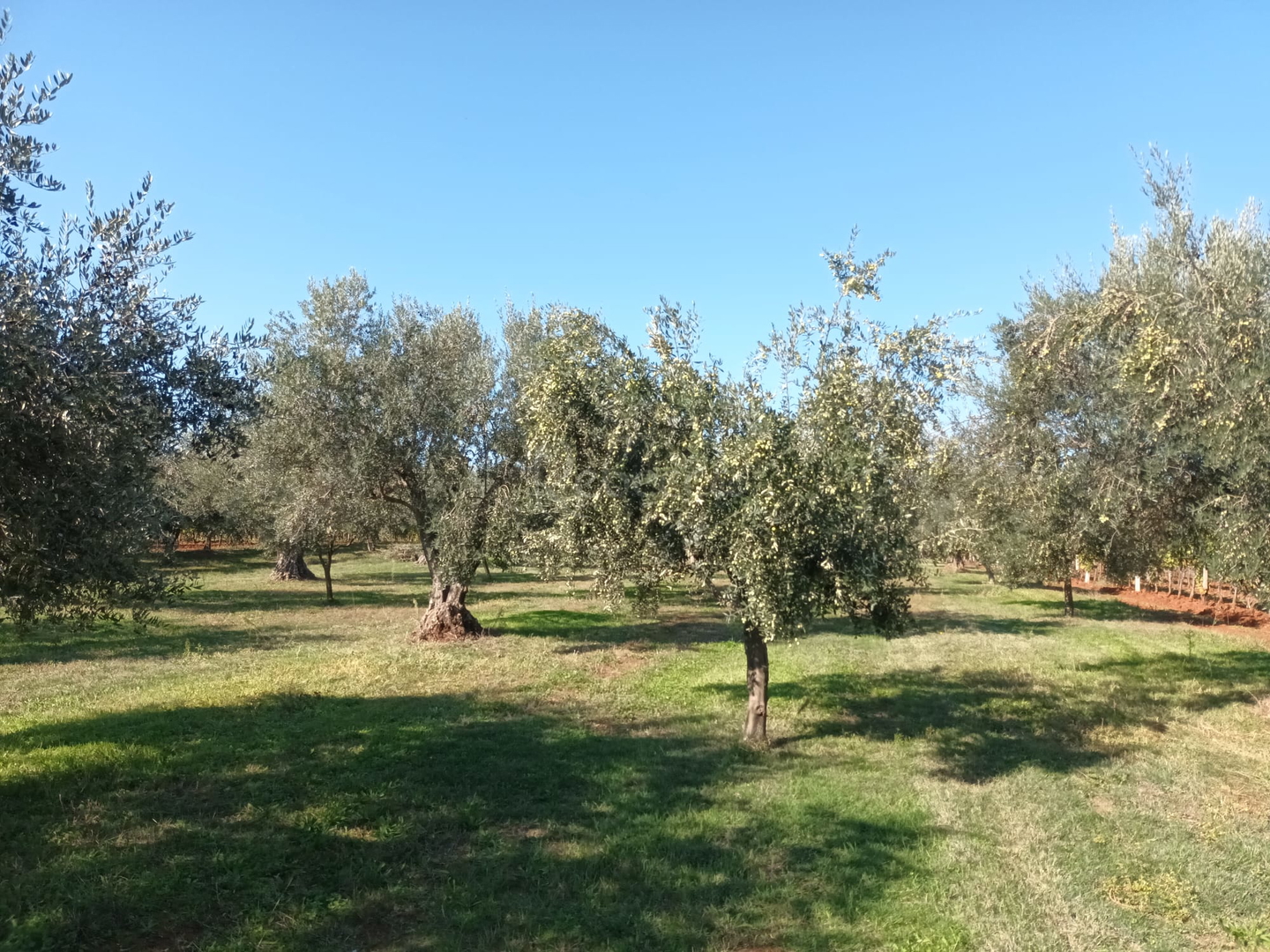 Parcela Na predaj - Istarska Brtonigla - foto 1/1