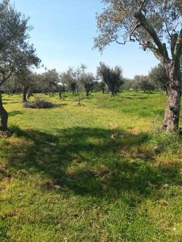 Zemljište na prodaju 5923 m² – Vodnjan