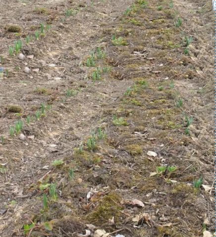 Land for sale 13800 m² – Barban