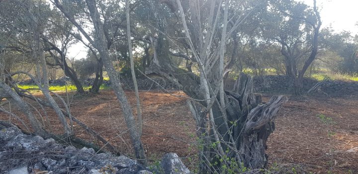 Pozemek na prodej 692 m² – Krnica