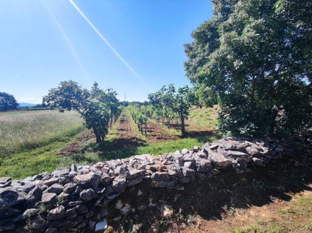 Pozemek na prodej 9000 m² – Barban