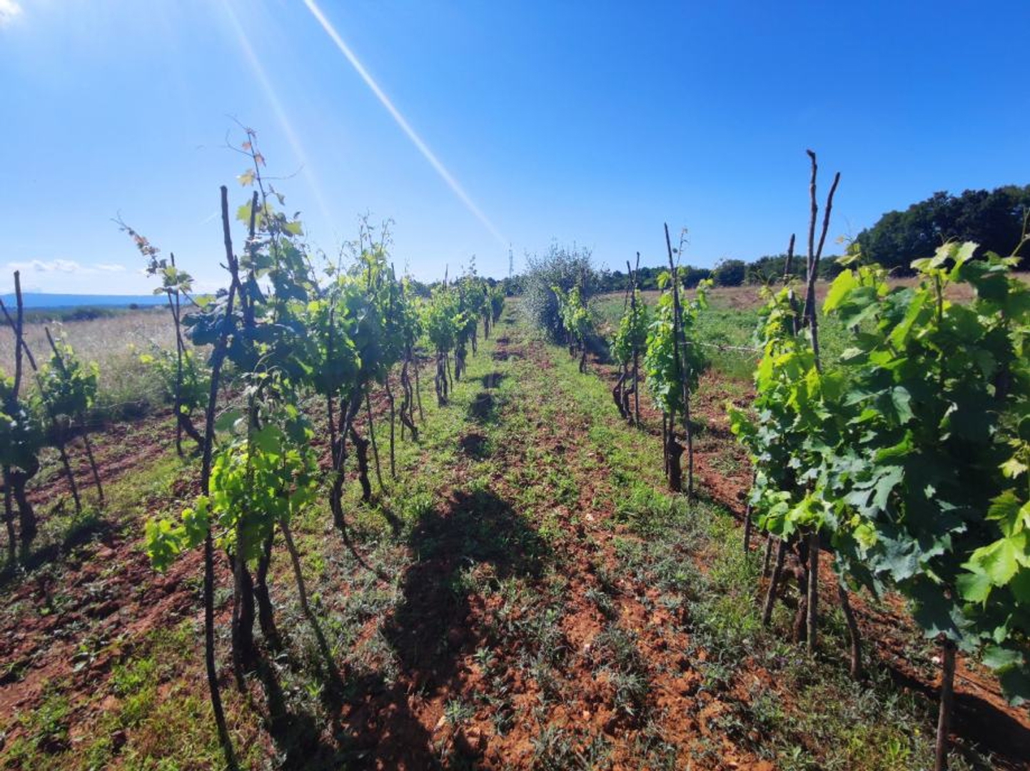 Land For sale -  Šajini