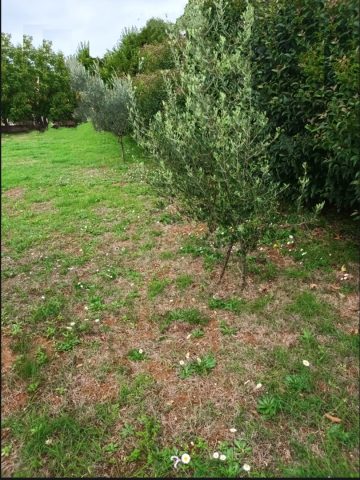 Terrain à vendre 520 m² – Vodnjan