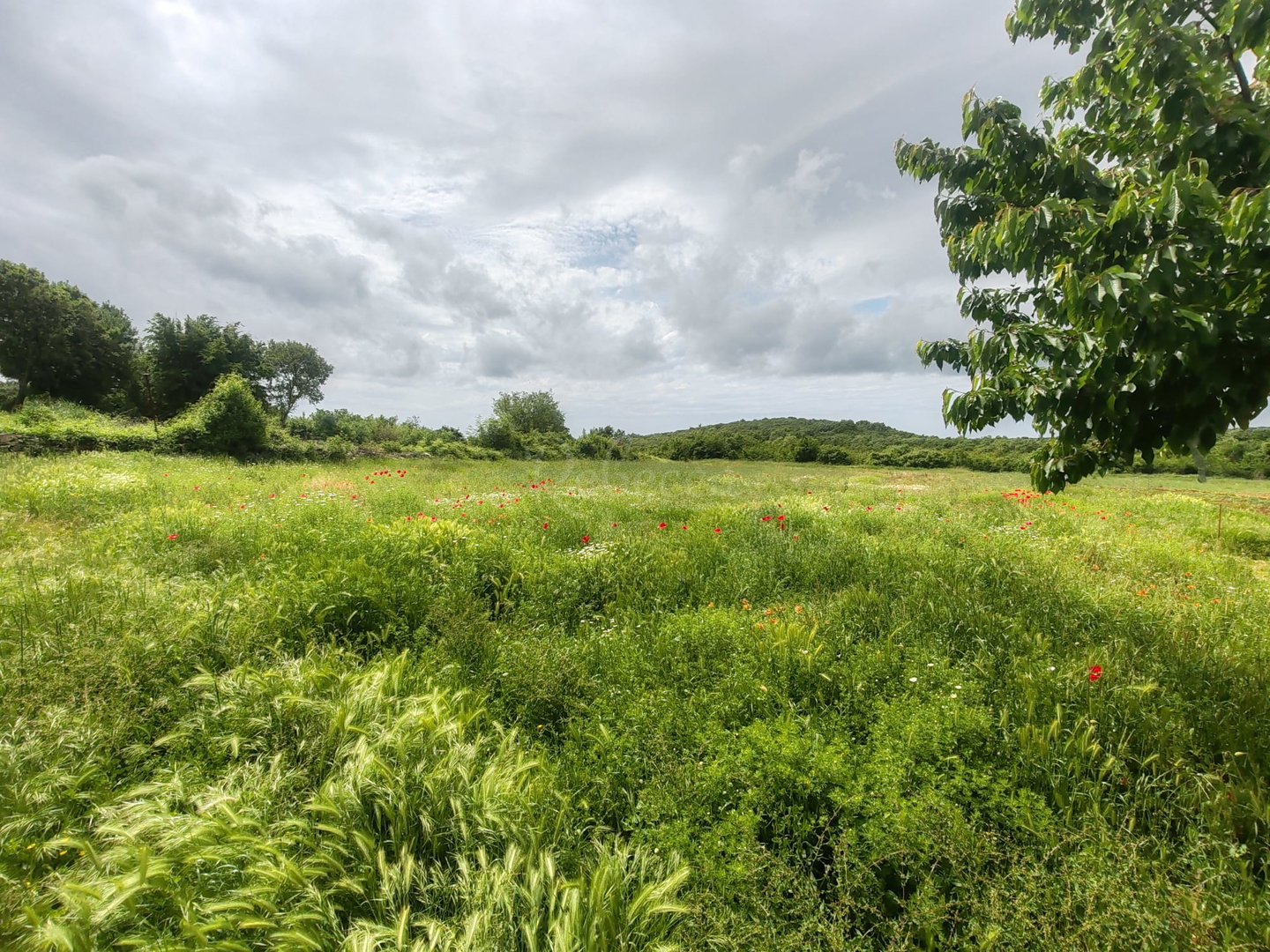 Terreno In vendita -  Golaš