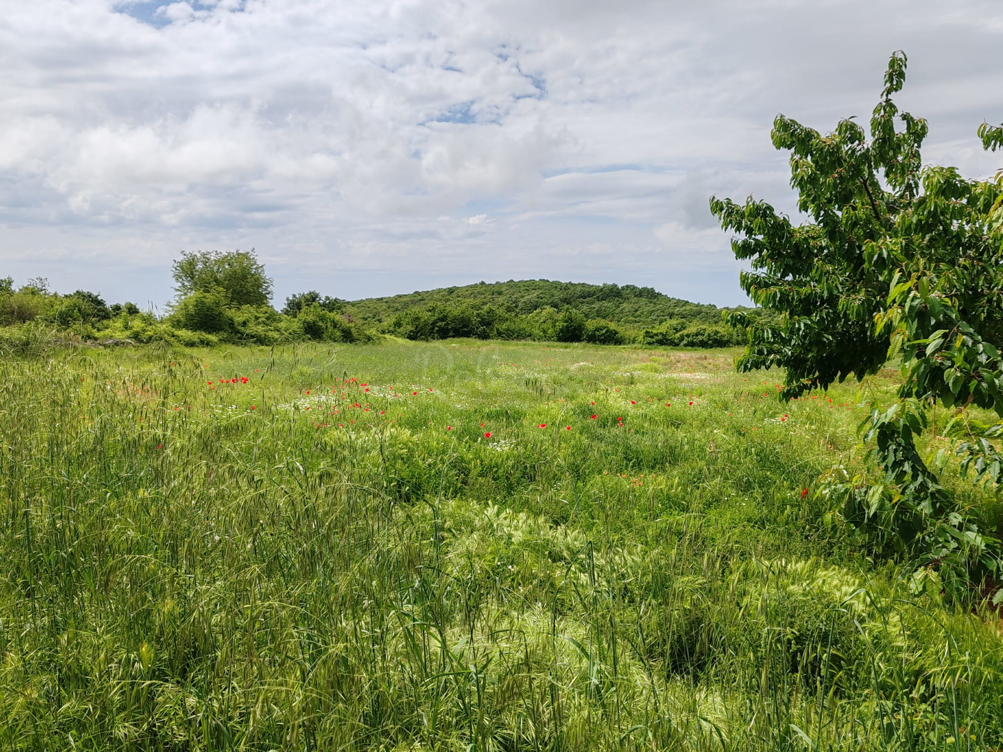 Terreno In vendita -  Golaš