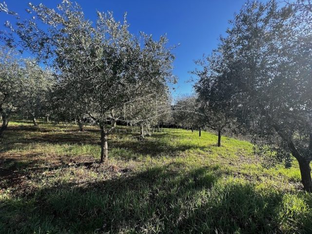 Terrain à louer 7630 m² – Poreč