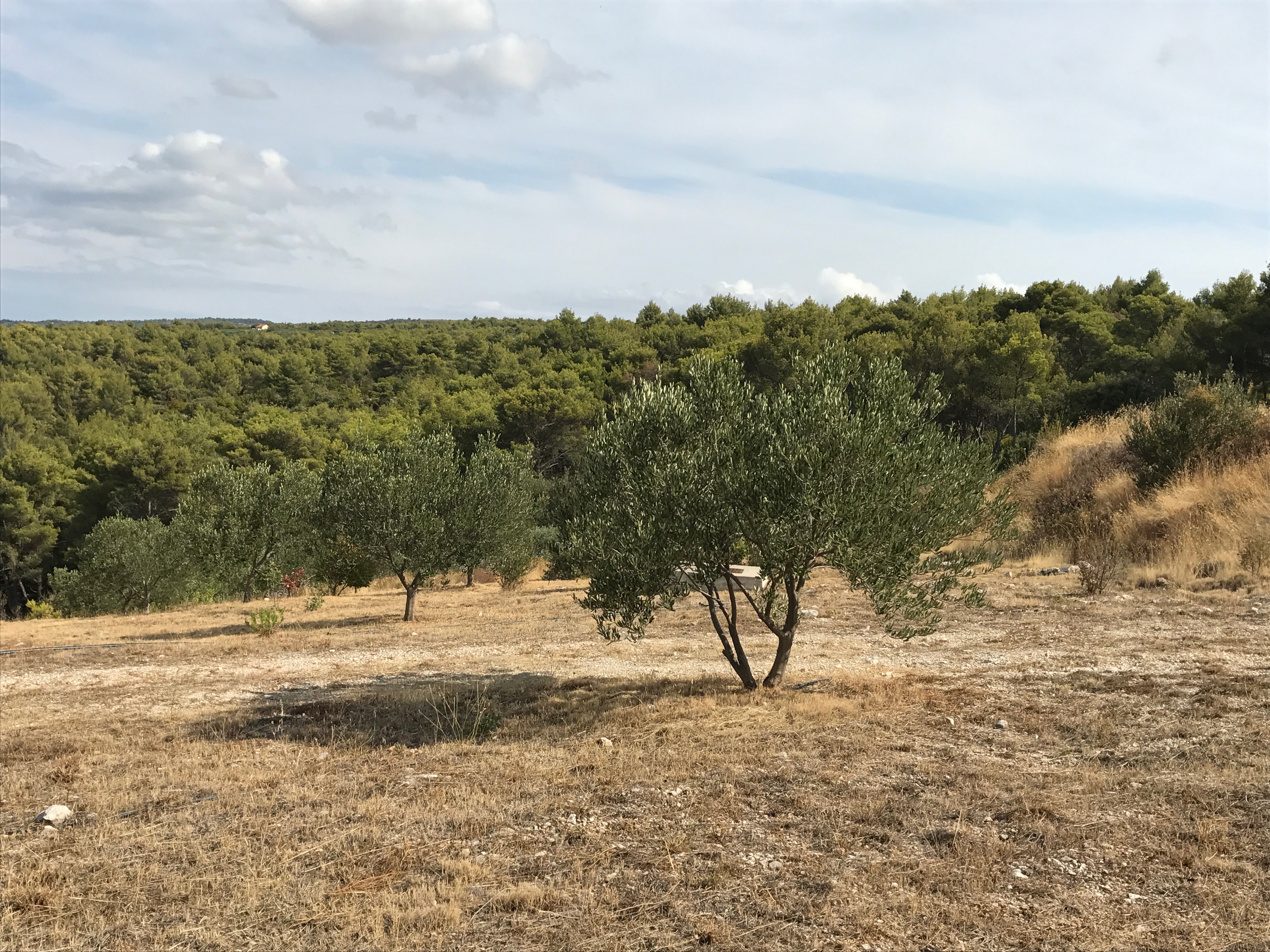 Grundstück Zu verkaufen - SPLITSKO-DALMATINSKA  BRAČ 