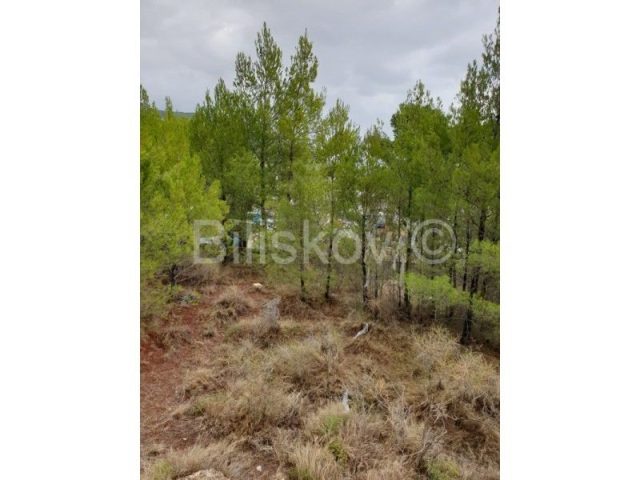 Pozemek na prodej 1750 m² – Bol