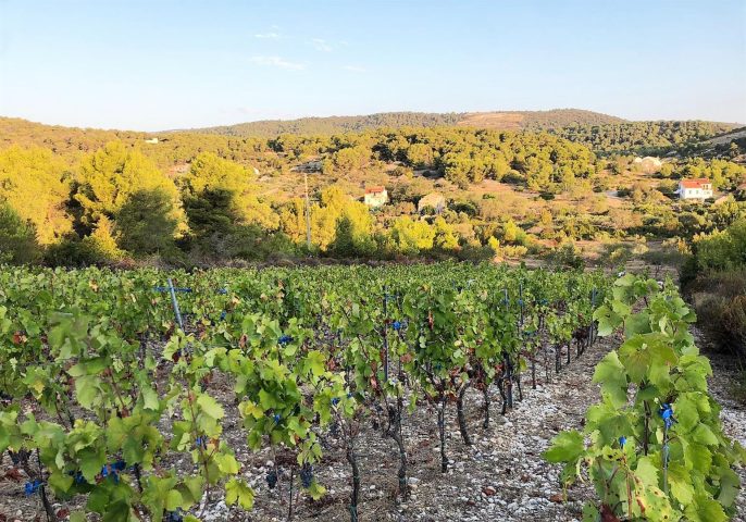 Land For sale - Splitsko-dalmatinska Vis - foto 3/4