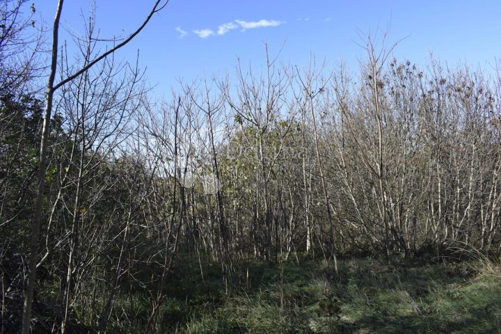 Terrain À vendre - Istarska Svetvinčenat - foto 4/4