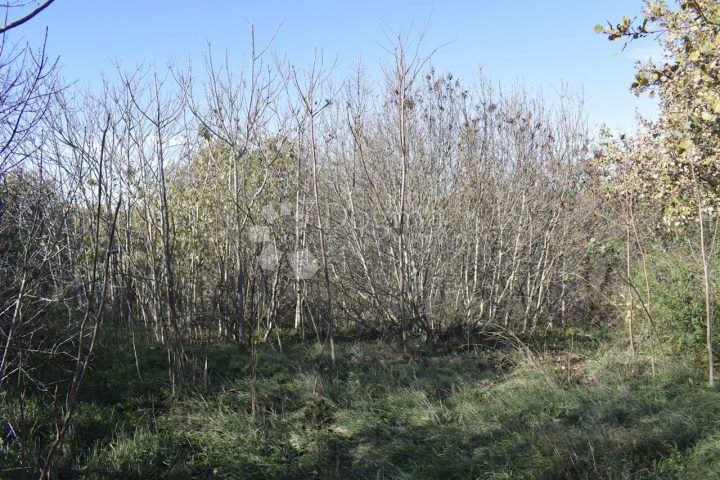 Land For sale - Istarska Svetvinčenat - foto 5/5
