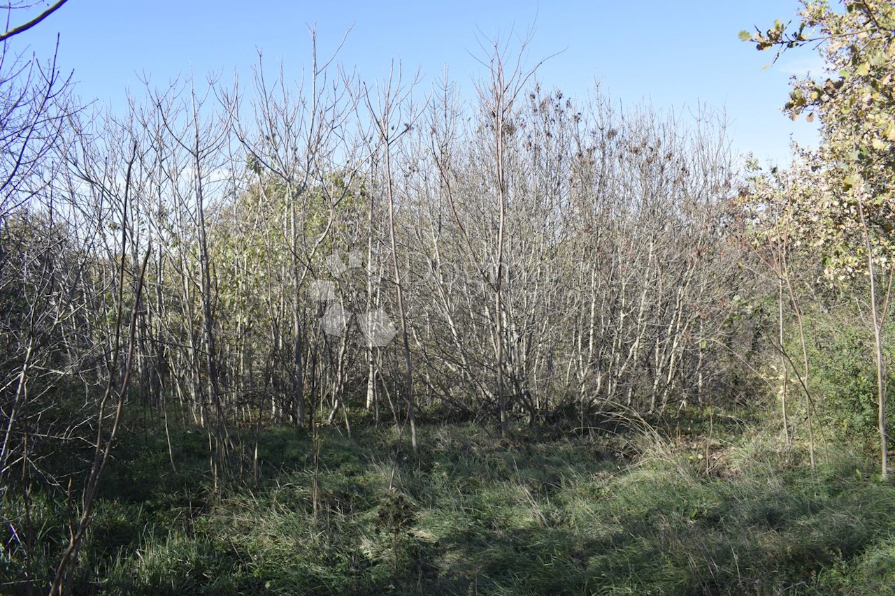 Land For sale - ISTARSKA  Svetvinčenat