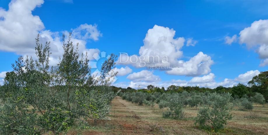 Land For sale - ISTARSKA  VODNJAN 