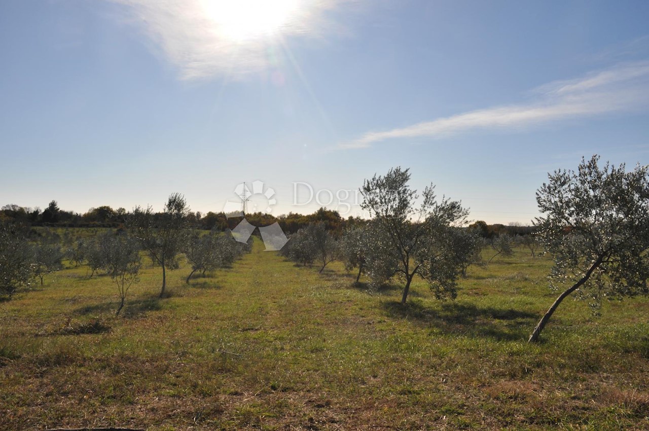 Land For sale - ISTARSKA  VODNJAN 