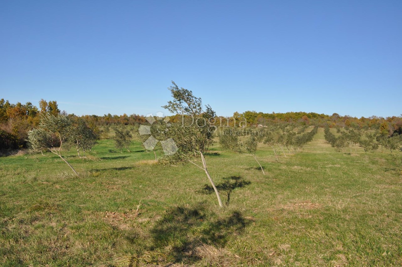 Land For sale - ISTARSKA  VODNJAN 