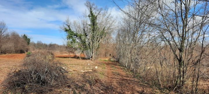 Grundstück zu verkaufen 3787 m² – Barban