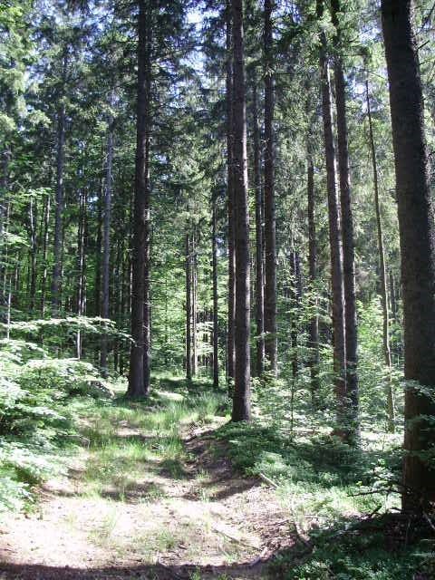 Pozemek Na prodej - Primorsko-goranska Ravna Gora - foto 1/1