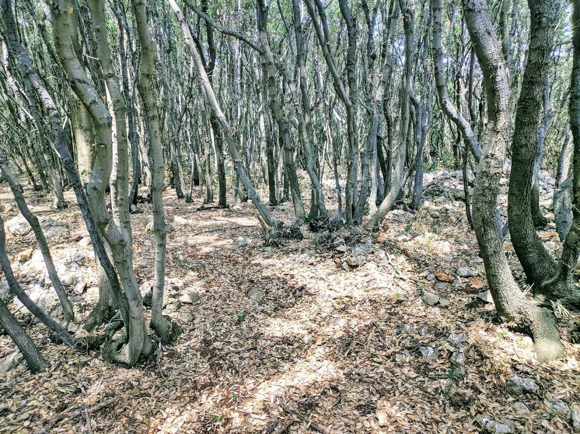 Zemljište Na prodaju - PRIMORSKO-GORANSKA  KRK 