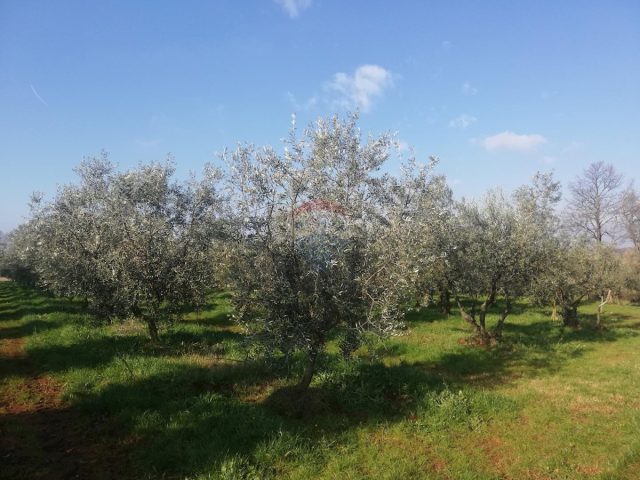 Land For sale NOVIGRAD